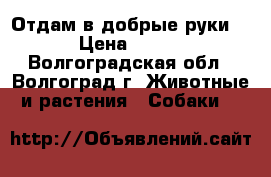 Отдам в добрые руки  › Цена ­ 100 - Волгоградская обл., Волгоград г. Животные и растения » Собаки   